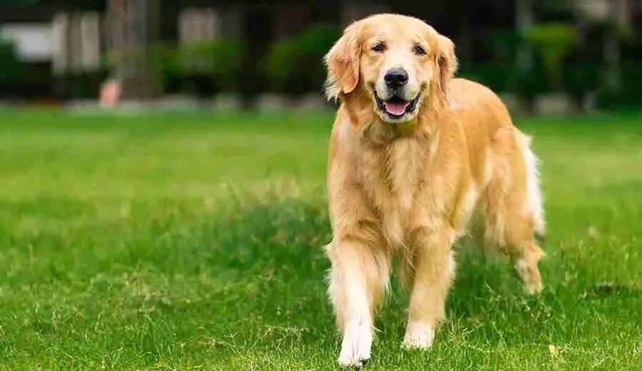 Finding Joy in Bangalore: Golden Retriever Puppies for Sale at the Best Prices