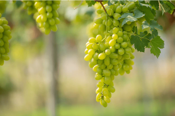 Grapes Have a Lot Of Health Benefits