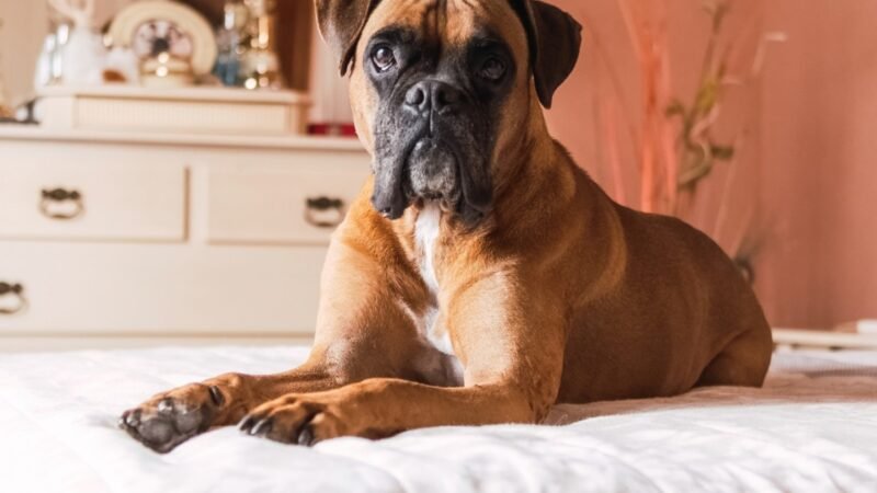 Exploring the Charm of Boxer Puppies for Sale in Bangalore: Finding Your Furry Companion