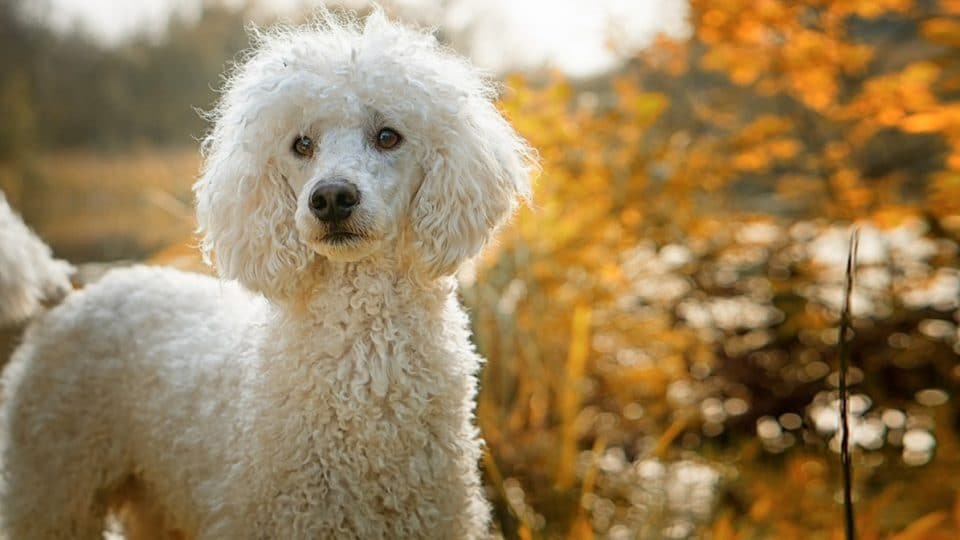 Discover the Joy of Poodle Parenthood: Poodle Puppies for Sale in Bangalore at Unbeatable Prices